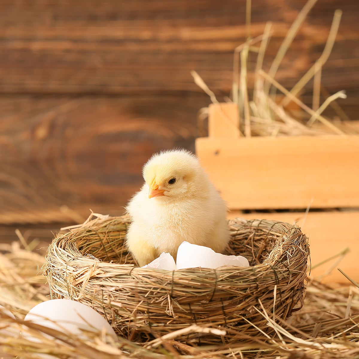 Hatching Service