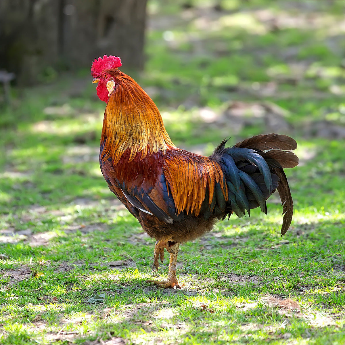 Rooster Return