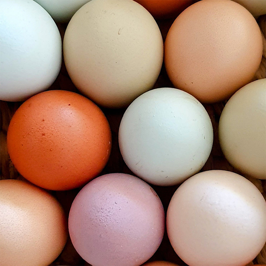 Rainbow Layer Fertile Eggs