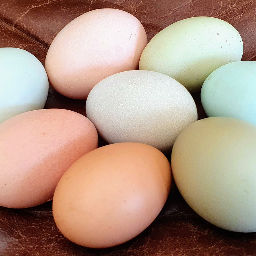 Rainbow Layer Fertile Eggs