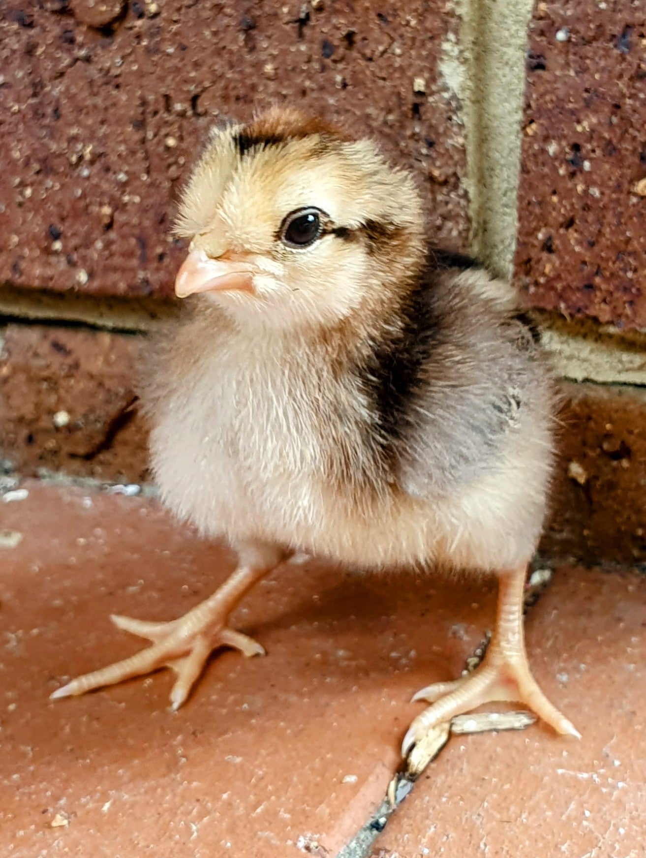 Alt Image