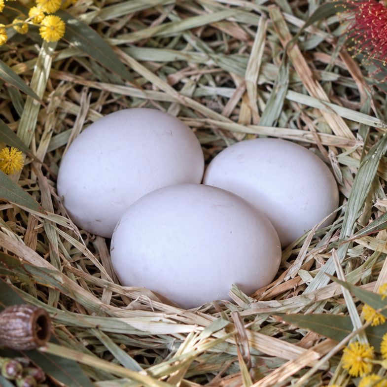 Brown Leghorn Fertile Eggs