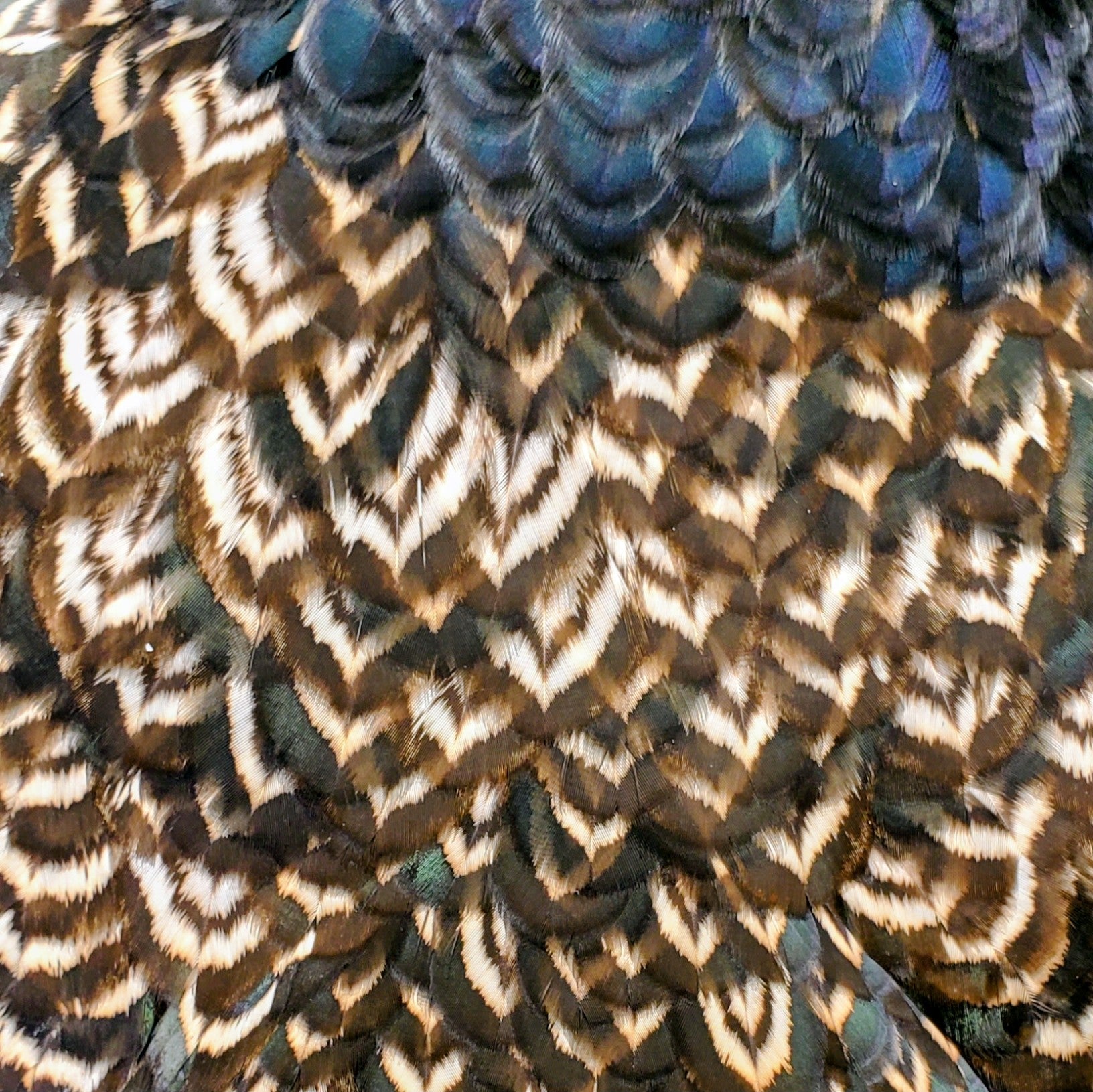 Silver Double-Laced Barnevelder Chicks / Pullets / Hens