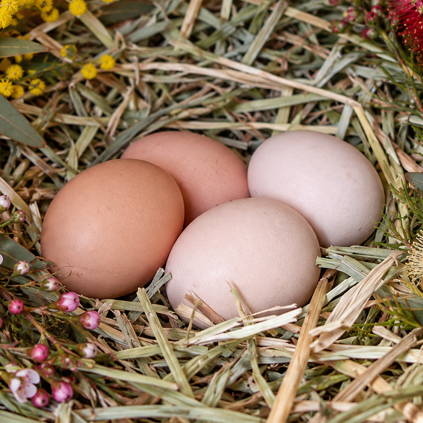 Quamby Fertile Eggs