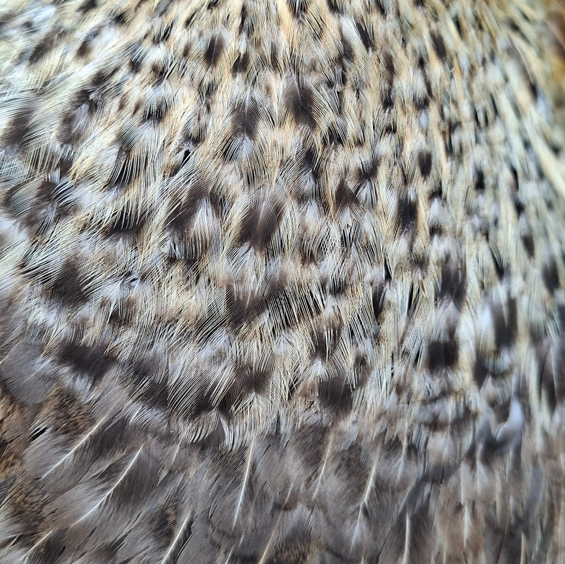 Cream Legbar Chicks / Pullets / Hens