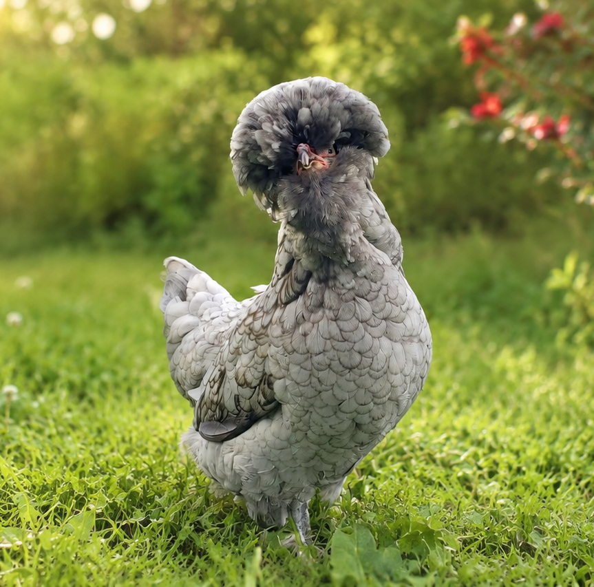Polish Chicks / Pullets / Hens