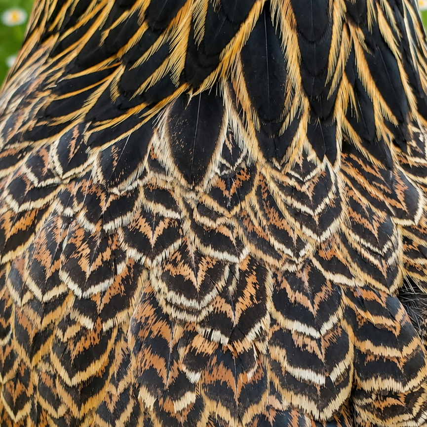 Brahma Chicks / Pullets / Hens