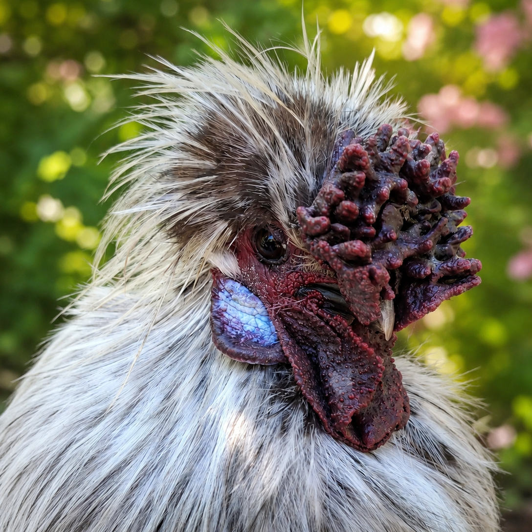 Silkie Fertile Eggs