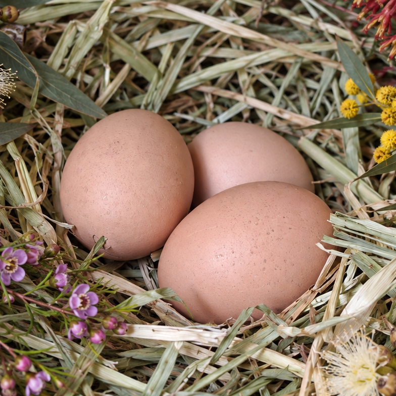 Rhode Island Red Fertile Eggs