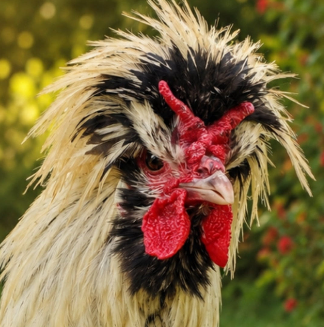 Polish Chicks / Pullets / Hens