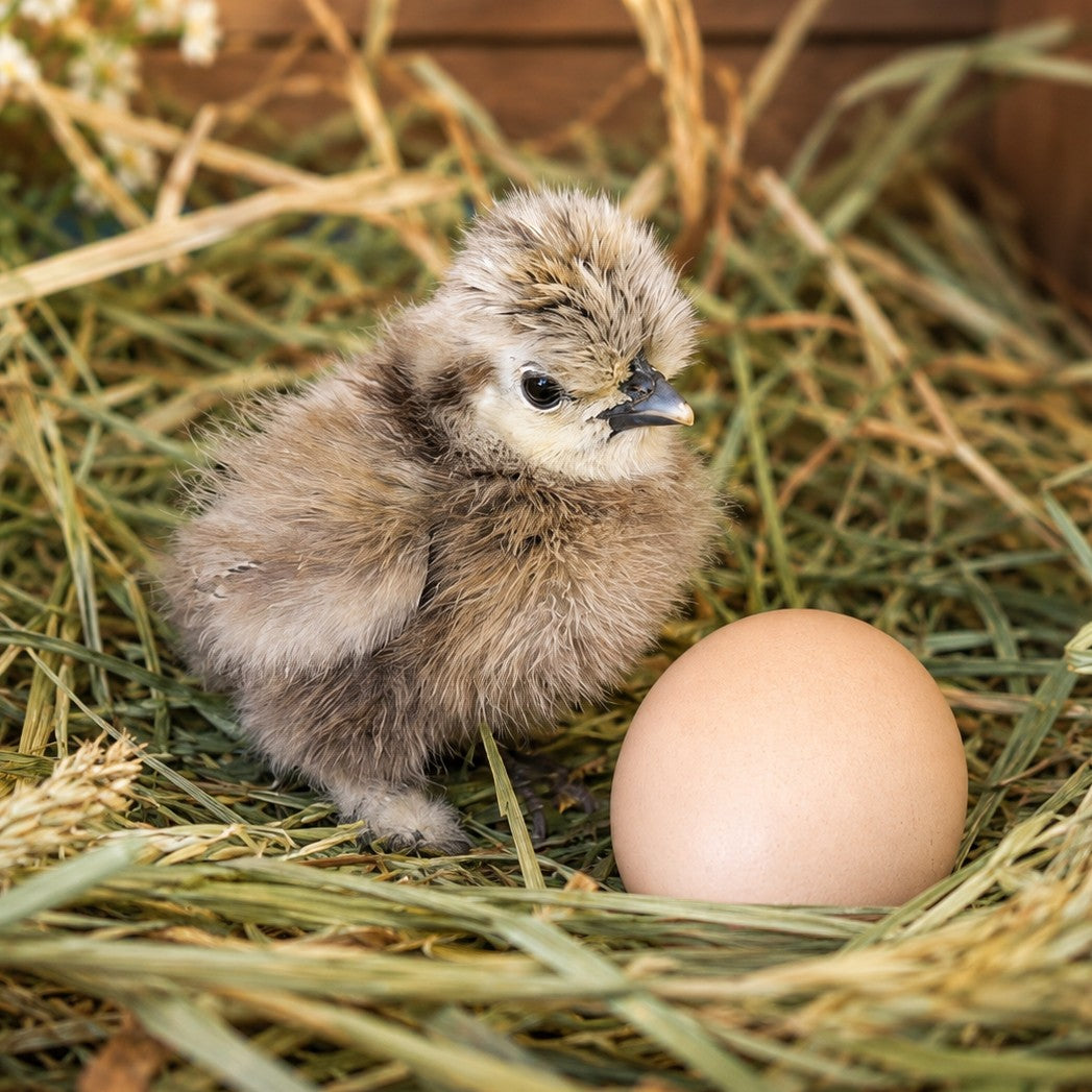 Silkie Chicks / Pullets / Hens